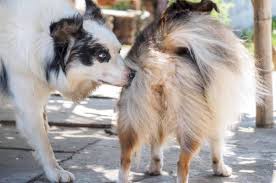 In This Article You Are Going To Learn How To Identify Symptoms Of A Female Dog In Heat Depending On The Stage Of The Heat Female Dog In Heat Dog In
