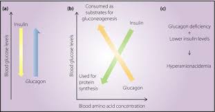 Glucagon for injection is not indicated for the emergency treatment of hypoglycemia because it is not packaged with a syringe and diluent necessary for rapid preparation and the concomitant use of indomethacin and glucagon for injection may lead to hypoglycemia. Regulation Of Amino Acid Metabolism And A Cell Proliferation By Glucagon Journal Of Diabetes Investigation X Mol