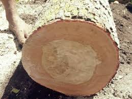 Tersedia tiga jenis lem kayu: 4 Jenis Kayu Paling Mahal Di Dunia Sentiasa Panas