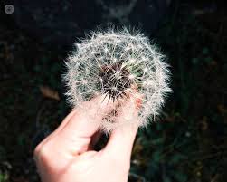 Flowers facilitate the reproduction of angiosperm species through the production of seed and the formation of fruit. Hay Fever What Is It Symptoms Causes Prevention And Treatment Top Doctors