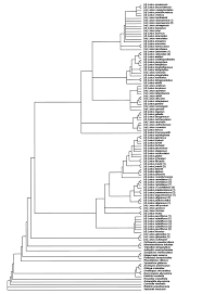 Image result for Lotus mlanjeanus