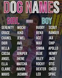 8 Rare Names For Pets Ideas In 2021 Cute Animal Names Cute Names For Dogs Cute Pet Names