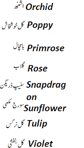 Orchid Flower Meaning In Urdu Best Flower Wallpaper