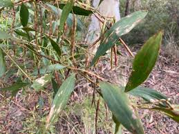 Image result for Acacia longifolia