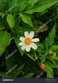 Image result for Bidens biternata