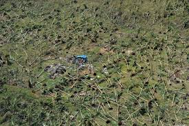 Apply the typhoon texas coupon at check out to get the discount immediately. Coconut Farming Hurt By Typhoon Haiyan Wsj