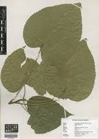 Image result for Macaranga capensis