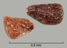 Image result for Striga hallaei