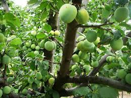 Lider Agronomia Ameixa