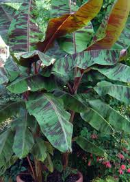 Image result for Musa acuminata