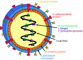Jika nama planet lain diubah kepada bahasa arab, nama dua planet ini dikekalkan kepada nama dewa rom kerana kemorosotan tamadun islam. Nipah Virus Disease Simple English Wikipedia The Free Encyclopedia