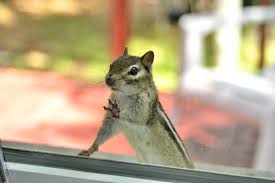 Learn more in this article about how to get rid of chipmunks. How Did That Chipmunk Get In My House Varment Guard Wildlife Services