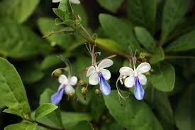 Image result for Rotheca