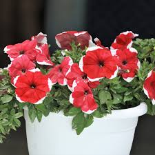 Image result for foto petúnie