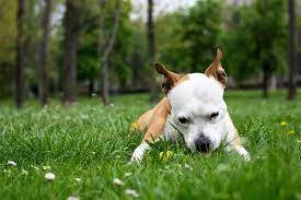 Dogs eat grass to add fibre to their diet, to induce vomiting if they feel unwell, as a. Why Does My Dog Keep Eating Grass Is My Dog Poisoned Memphis Veterinary Specialists Emergency