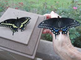 They will climb aboard on their own and scoot up in a blink of any eye. Up Up And Away Raising Eastern Black Swallowtail Butterflies Carolina Meadows