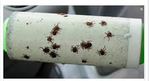 L Estate Sta Arrivando Ecco Come Proteggere I Nostri Amici A Quatto Zampe In Maniera Naturale Ed Efficace Dalle Zecche Zecche Campeggio In Tenda Insetti