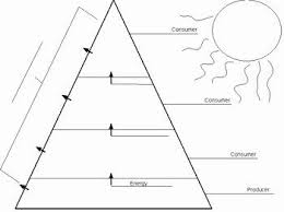 Ecological Pyramids Worksheet Answer Key New Ecological Pyramid Worksheet By Christopher Morris In 2020 Ecological Pyramid Worksheets Educational Tools