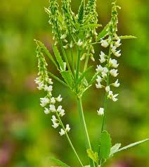Image result for Melilotus albus