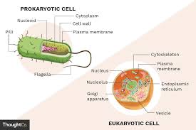 What Are The Differences Between Prokaryotes And Eukaryotes