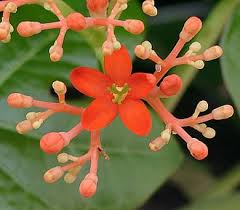 Image result for Jatropha botswanica