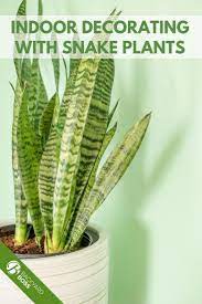 Snake Plant Guide How To Care For A Sansevieria Houseplant In 2020 Snake Plant Plants Plant Guide