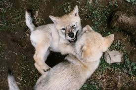 Maybe you would like to learn more about one of these? Wolf Puppies Are Adorable Then Comes The Call Of The Wild The New York Times