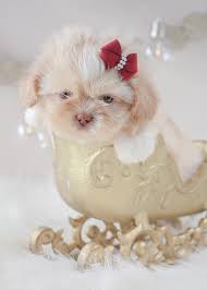 Puppies get premium quality puppy food. Tea Cup Puppy Shih Tzu Novocom Top