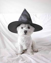 Westie Moments On Instagram Wasn T Planning On Going Trick Or Treating But Found My Hat From Last Year You Think Pe Westies Westie Puppies Westie Dogs