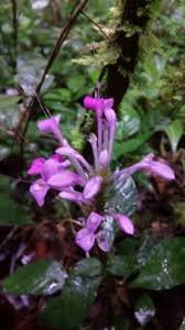 Image result for Brachystephanus