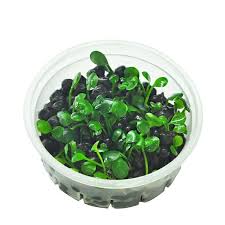 Image result for Marsilea villifolia