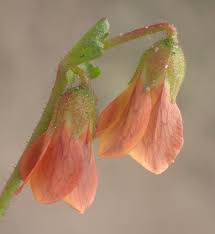 Image result for Hermannia quartiniana