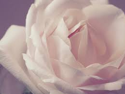 Address, opening hours, phone number, photos, customers reviews, street view, gps coordinates, how to get there. Sympathy Marianne Florist Nottingham Nottinghamshire