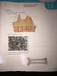 Bone 3d models for download, files in 3ds, max, c4d, maya, blend, obj. Solved Review Practice Sheet Now Available In Masteringa Chegg Com