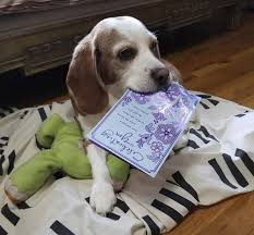 Then, my parents took me to mission pet hospital. To Keep Pets In Homes Animal Welfare Groups Help Owners