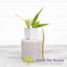 Image result for Oberonia