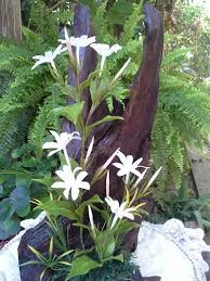 ชื่อไม้พุ่มชนิด jasminum sambac (l.) aiton ในวงศ์ oleaceae ดอกสีขาว กลิ่นหอมเย็น, พันธุ์ดอกซ้อนเรียก มะลิซ้อน.: à¸‚à¸²à¸¢à¸¡à¸°à¸¥ à¸§ à¸¥à¸¢ à¸£à¸²à¸„à¸²à¸– à¸ à¹à¸«à¸¥ à¸‡à¸£à¸§à¸¡à¸¡à¸°à¸¥ à¸§ à¸¥à¸¢ à¸¡ à¸«à¸¥à¸²à¸¢à¸£ à¸²à¸™à¹ƒà¸« à¹€à¸¥ à¸­à¸à¸‹ à¸­