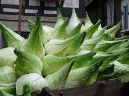 Rare Filderkraut Giant German Heirloom Cabbage Cabbage Unusualvegetable Cabbage Heirloom Seeds Growing Gardens
