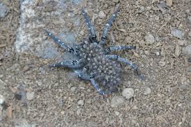 However, there are separations to avoid predators and potential prey that will. Bristol Zoo Gardens First To Breed Rare Spider Zooborns