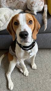 Image result for Harrier dog