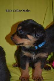 Double Registered Rottweiler Puppies Rottweiler Puppies Rottweiler Puppies For Sale Rottweiler