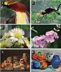 Menggambar flora,fauna dan alam benda. Teknik Menggambar Flora Fauna Alam Benda Bundet