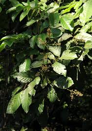 Image result for Aporrhiza paniculata
