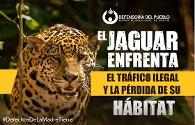 🌿 ¡Únete al rugido por la vida! 🐆 El jaguar, guardián de los bosques y símbolo de nuestra biodiversidad, necesita tu voz. Este 23 de abril, sé parte de la audiencia pública