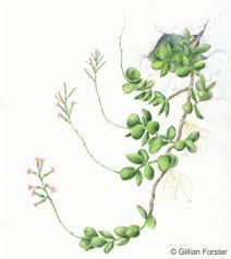 Image result for Litanthus pusillus