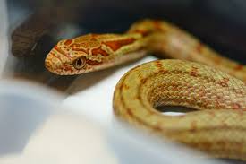 シマヘビの赤ちゃん、エサを食べる-まさねこ日記