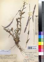 Image result for Perotis patens