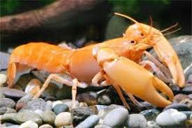 Apricot Crayfish Crab Mandarin Fish Arthropods