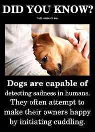 Omg So True I Absolutely Know This It S Happened Many Times With Different Pets Oh How I Love Loved T Dog Quotes Funny Dog Quotes Love Dog Quotes