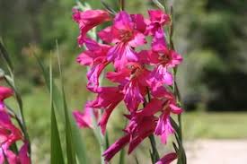 Image result for Gladiolus mosambicensis